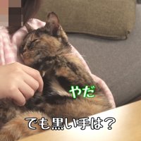 握手を嫌がる猫