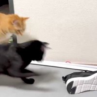 2匹の猫とスニーカー