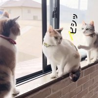 窓辺で遊ぶ2匹の三毛猫と1匹のパステル三毛猫