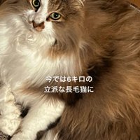 長毛の猫