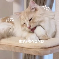前足をなめる猫