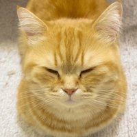 眠たそうに目を閉じる猫