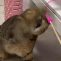 オモチャで遊ぶ猫