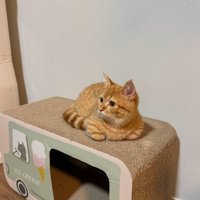 爪とぎに乗る猫1
