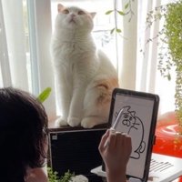 天井を見て座る猫