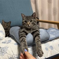 前足を持たれる猫