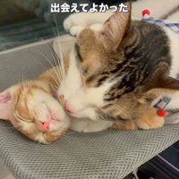 子猫と成猫