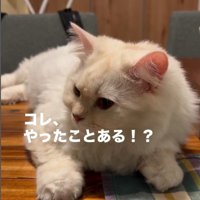 テーブルの上でくつろいでいる猫