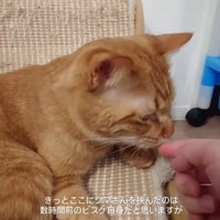 指を舐める猫