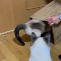 ダンボールに入る猫