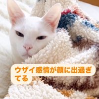 薄めを開けて女性から視線を逸らす猫