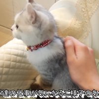 お座りして背中を撫でられているアメリカンカールの子猫