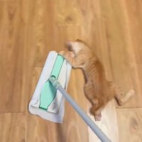 掃除道具から振り落とされる子猫