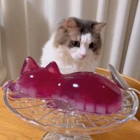 ゼリーを叩いているスプーンを見つめる猫