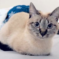 香箱座りする猫