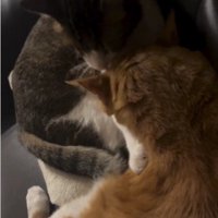 毛づくろいをしている猫たち