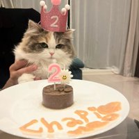 2歳の誕生日を祝われている猫