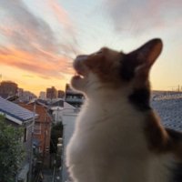 夕暮れの猫