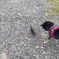 2匹の犬と子猫