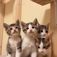 キャットタワーのステップの端に集まる4匹の子猫