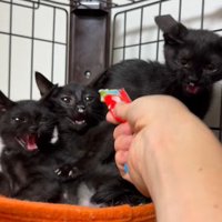 オレンジ色のハンモックで身を寄せ合いながら威嚇する黒猫三姉妹