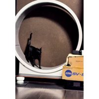 キャットホイールを走っていた猫たち