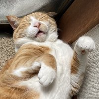 気持ち良さそうに眠る猫の顔