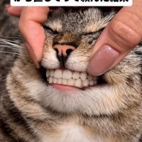 人間の歯になった猫