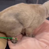 クッションの上を歩く猫