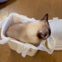 ゴミ箱に収まる猫
