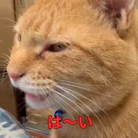 目を細めながら鳴き声を上げる猫