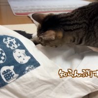 知らんぷりするなよ！