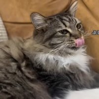 テロップ「ぶしゅん」