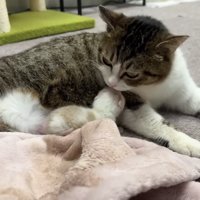茶白の子猫と母猫