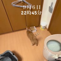 マイペースな猫