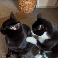 並んで座っている2匹の猫