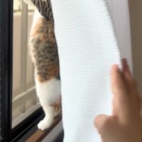 窓に手を置く猫