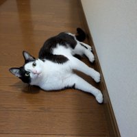 横になっている黒白猫