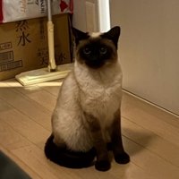 座ってこちらを見ている猫