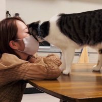 ママさんの顔にスリスリするサバ白猫