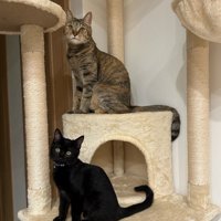 キャットタワーに乗る2匹の猫