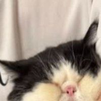 抱っこされている猫