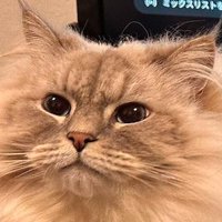 自信満々に飼い主を見つめる猫