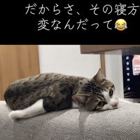 カメラ目線の猫の写真2