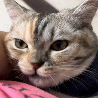 飼い主さんを見る猫