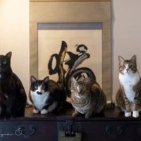 室内にいる猫たち