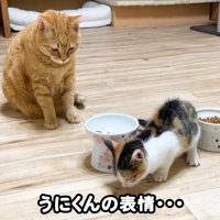 テロップ「うにくんの～」