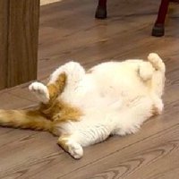 のけぞって寝ている猫