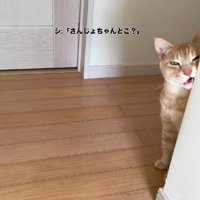 廊下にいる猫