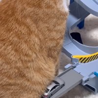 猫のお腹で渋滞発生アップ